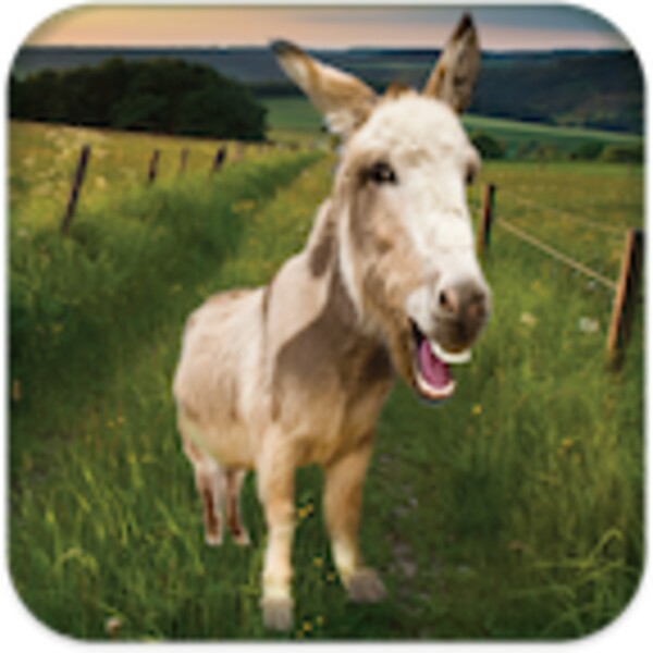 Talking Donkey para Android - Descarga el APK en Uptodown