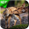 Deers Video Live Wallpaper icon