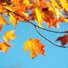 اجمل صور و خلفيات الخريف icon
