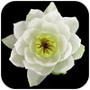 Flowers icon