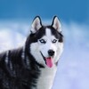 Talking Husky icon