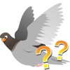 Breeds of pigeons - quiz icon