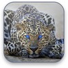 Leopard Video Wallpaper icon