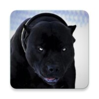 Pitbull Wallpaper HD for Android - Download the APK from Uptodown