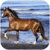 Amazing horses icon