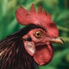 Rooster Sounds icon