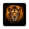Icono de Lion HD Wallpaper