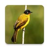 Bulbul Bird Sound Ringtones icon