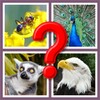 Guess The Animal icon