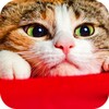 Cat Wallpaper icon