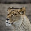 Icona di Hidden Animals : Photo Hunt