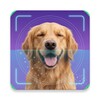 Ikon Dog Identifier