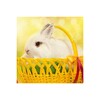 Rabbit Wallpaper icon