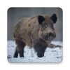 Icono de Wild Boar Sounds