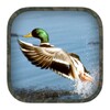 Duck Hunting Calls icon