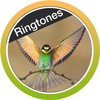 Birds Ringtones Free 2018 icon