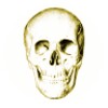 Icono de Anatomy Quiz