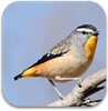 Australian Birds Sounds Free icon