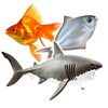 Types of Fish and Fish Pictures‎ icon