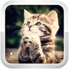 Cat Games icon