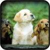 Cute Dogs Wallpapers icon