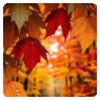 Icono de Autumn_Wallpapers