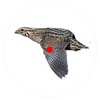 صيد الفري quail hunt icon