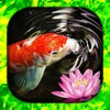 Koi Fish Live Wallpaper | Koi icon