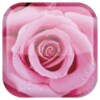 Rosa icon