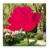Rose Blooming icon