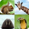Animal Quiz: Guess the Animal icon