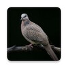 Icono de Appp.io - Spotted dove sounds