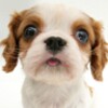 Sniffing Pets Free icon