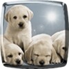 Pictogramă Puppies Live Wallpaper