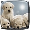 Puppies Live Wallpaper icon