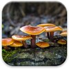 Mushrooms Live Wallpaper icon
