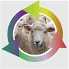 Sheep Fattening Food concoction icon