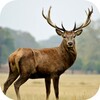 Deer Sounds icon