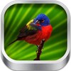 Birds SMS Ringtone आइकन