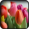 Tulips Wallpapers icon