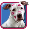 Pitbull Dog Live Wallpaper icon