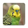 Parakeet Sounds icon
