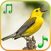 Birds Sounds Ringtones icon