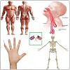 Body Parts Name and Pictures icon