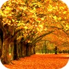 Autumn Wallpaper HD icon