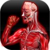 أيقونة Muscular Anatomy