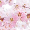 Sakura Live Wallpapers icon