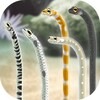 Garden Eel Pet icon