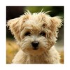 Cute Puppy Dog HD icon