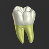 3D Tooth Anatomy icon